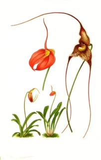 Masdevallias Coccinea