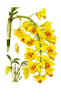 Dendrobium Farmeri Var Aureoflavum