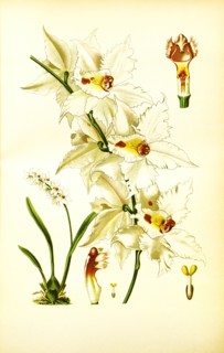 Odontoglossum Crispum