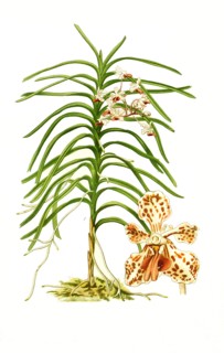 Vanda Tricolor