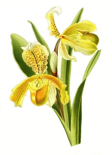 Cypripedium Insigne