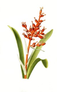 Aechmea Fulgens