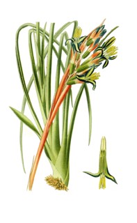 Billbergia Nutans