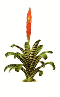 Tillandsia Splendens
