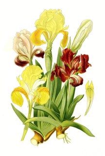 Iris Pumila