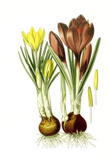 Crosus Aureus