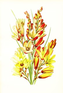 Ixia Maculata