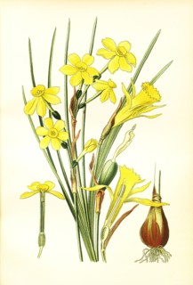 Narcissus Jonquilla