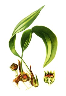 Aspidistra Lurida. Schusterpalme