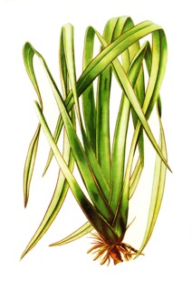 Phormium Tenax