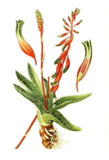 Gasteria Verrucosa
