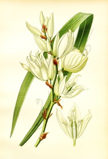 Yucca Filamentosa