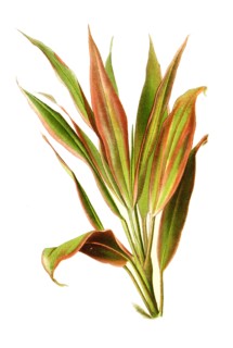 Cordyline Terminalis