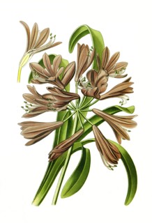 Agapanthus Umbellatus