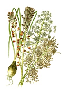 Muscari Comosum