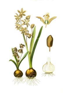 Scilla Sibirica
