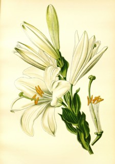 Lilium Candidum