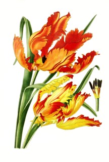 Parrot Tulip