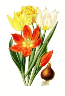 Tulipa Suaveolens