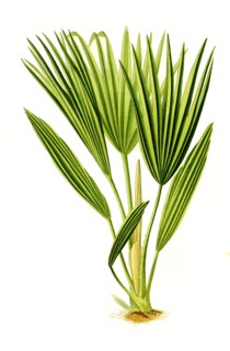 Livistona Chinensis