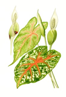 Caladium Bicolor