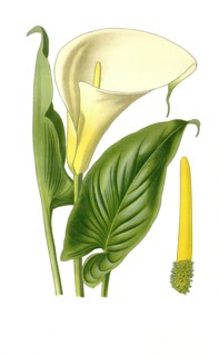 Richardia Africana