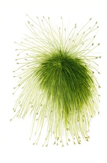 Scirpus Riparius