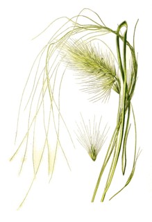 Stipa Pennata