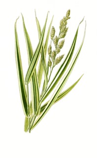 Phalaris Arundinacea Var Variegata