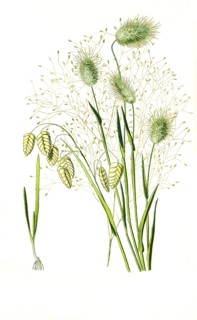 Brixa Maxima