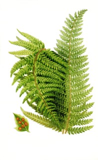 Aspidium Aculeatum Var Subtripinnatum