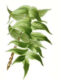 Aspidium Falcatum