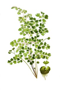 Adiantum Cuneatum