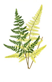 Gymnogramme Calomelanos