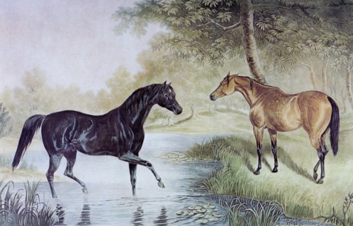 Two horses meeting