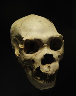 Homo heidelbergensis, Skull 5 and mandible AT-888 of an adult individual, called Miguelon