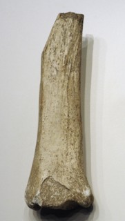 Diaphysis and distal epiphysis of horse tibia, Mousterian period