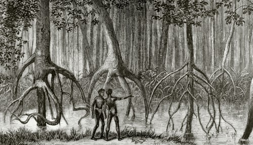 Forest of mangroves in a swamp