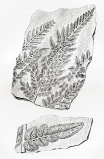 Fern fossils in coal