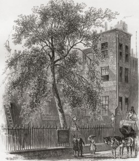The Plane Tree, Wood Street, London,