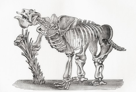 Skeleton of a Megatharium
