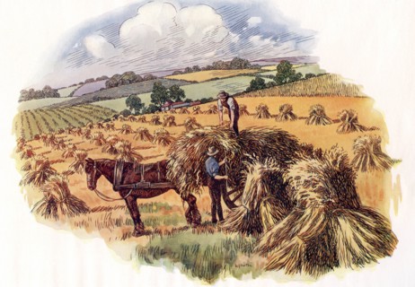 Harvesting at Tolpuddle, Dorset, England,