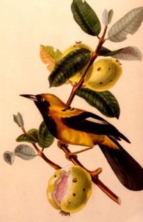 Jacamar bird or jacamacu, lives in amazonia 1856
