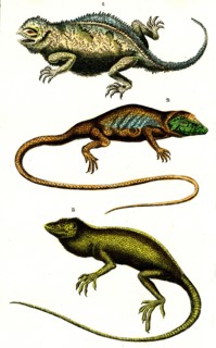 Lizards