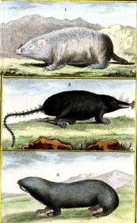 The moles