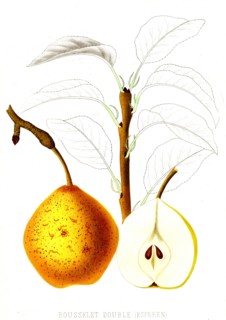 French pear varieties