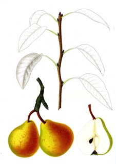 French pear varieties