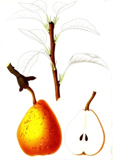 French pear varieties