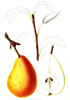 French pear varieties