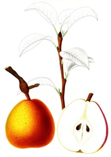 French pear varieties